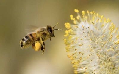 Buzzing with Facts – Celebrating National Honey Bee Day